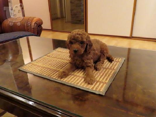 Κόκκινα POODLES premium